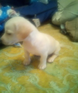 puppyz for love