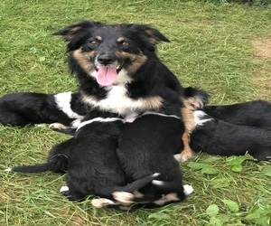 Jackson’s Family Farm