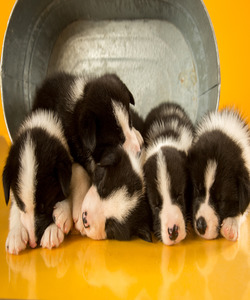 Ann’s Karelian Bear Dogs