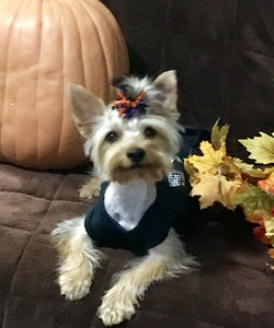 AKC Yorkie