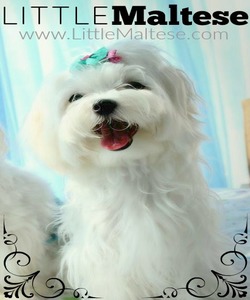 Little Maltese