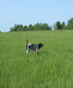 Countryside Gundogs