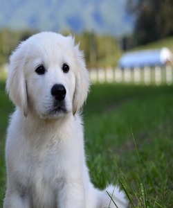 Smokey Mountain English Goldens