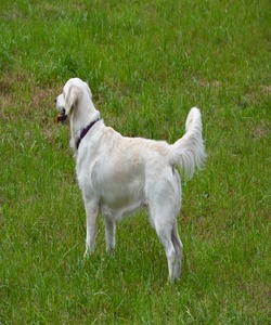 Smokey Mountain English Goldens