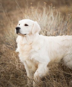 Gage's Goldens