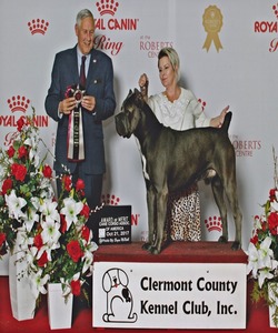 Enoch Cane Corso