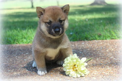 Byler's Puppies