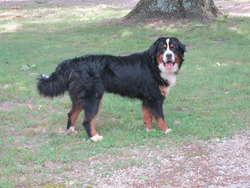 Harlan's Bernese Mountain Dogs