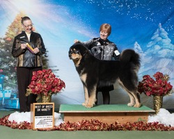 Adynasty Tibetan Mastiffs