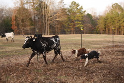 C-C Ranch Border Collies