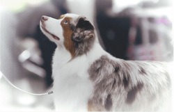 MercyMe Miniature American Shepherds