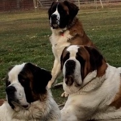 AW Saint Bernards