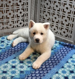 Cosmic Colors Puppies