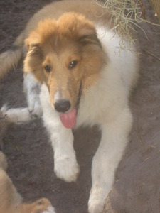 heathland collies