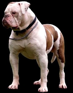 Bulls of Crown American & French Bulldogs