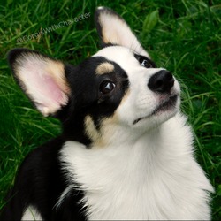 Corgis with Character