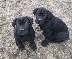 Atlantean Cane Corso