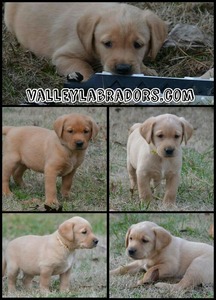 Valley Labradors