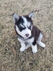 Amanda's Siberian Huskies