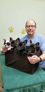 Onetime French Bulldog/Shortybull  Breeder