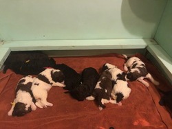 Woodland Poodles