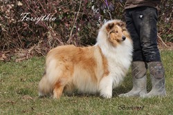 Brookwood Collies