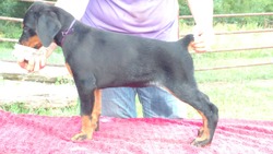 TKS Royal Dobermans