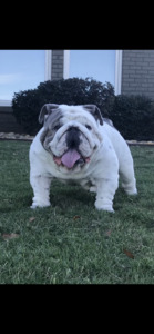 Wrinkle Shack Bulldogs