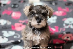 spring street schnauzers