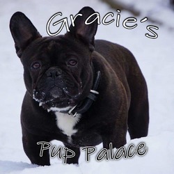 Gracie's Pup Palace
