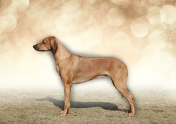 Rhodesian Ridgeback Kaweria