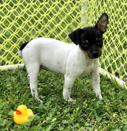 Oyster Creek Rat Terriers