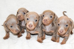 Dachshund Puppies