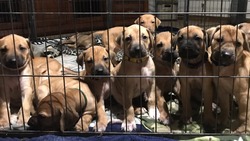 Shellirae Ridgebacks