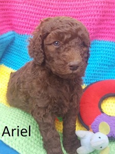 Paragon Puppies-Poodles and Doodles of Clarks Hill