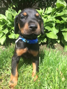 Doberman puppies