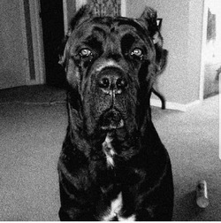 Masters Mansion Cane Corso