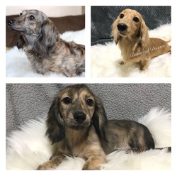 Beautiful Doxies