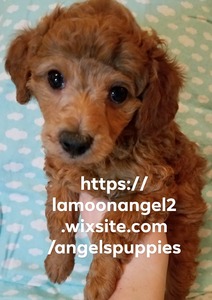 Angel's Maltese & Poodle Puppies