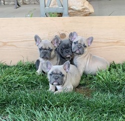 Mrs. Newman's Frenchies
