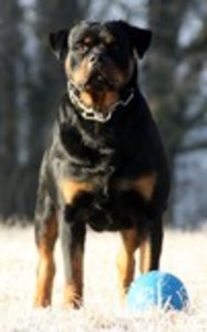 vom Stolzerschutz Rottweilers