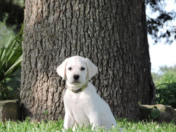 Serenity Ranch Kennels