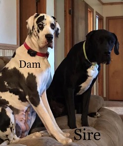 Barnhart's Beautiful Danes