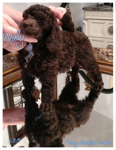 Posay Miniature Poodles