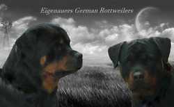 Eigenauers German Rottweilers