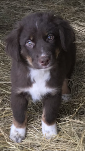 Top of the Hill Australian Shepherds