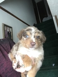 Top of the Hill Australian Shepherds