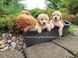 Kinnickinnic Goldendoodles