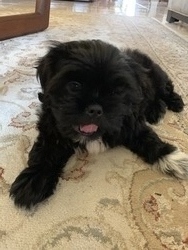 Playful Shih Tzu