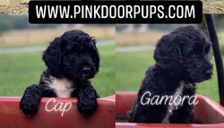 Pink Door Pups